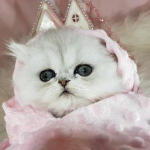 Meet your Posher, Julie